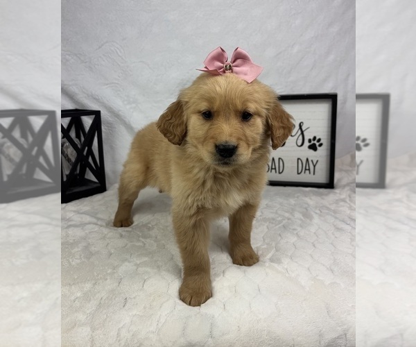 Medium Photo #3 Golden Retriever Puppy For Sale in GREENFIELD, IN, USA