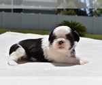 Small Photo #1 Shih Tzu Puppy For Sale in PALM COAST, FL, USA