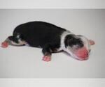 Small Photo #6 Miniature Australian Shepherd Puppy For Sale in CIRCLEVILLE, UT, USA