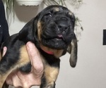 Puppy Puppy 6 Bloodhound