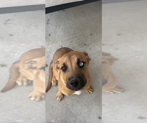 American Mastiff-Australian Shepherd Mix Dog for Adoption in ALBUQUERQUE, New Mexico USA