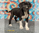 Small #3 Labrador Retriever Mix