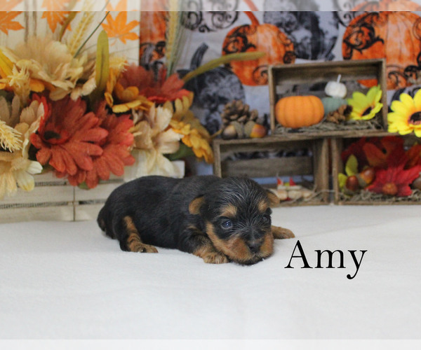 Full screen Photo #5 Yorkshire Terrier Puppy For Sale in CHANUTE, KS, USA