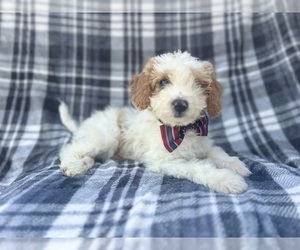 Cavapoo Puppy for sale in LAKELAND, FL, USA