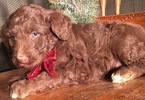 Small Photo #15 Aussiedoodle Puppy For Sale in ARBA, IN, USA