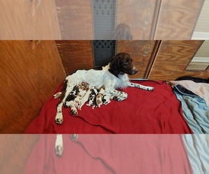 Brittany Puppy for sale in SOMERSET, OH, USA