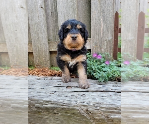 Medium Photo #3 Bernedoodle Puppy For Sale in OMAHA, NE, USA