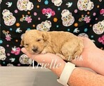 Small #1 Maltipoo (Toy)