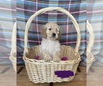 Small Photo #4 Goldendoodle Puppy For Sale in LOGAN, UT, USA