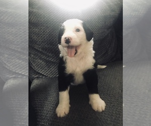 Bernedoodle-Sheepadoodle Mix Puppy for sale in BEXLEY, OH, USA