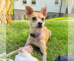 Small #1 Chihuahua Mix