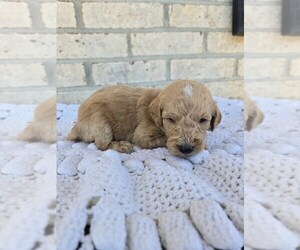 Labradoodle Puppy for sale in WILLIAMSTOWN, KY, USA