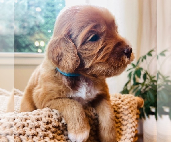 Medium Photo #5 Australian Labradoodle Puppy For Sale in RICHLAND, WA, USA