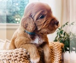 Small Photo #5 Australian Labradoodle Puppy For Sale in RICHLAND, WA, USA