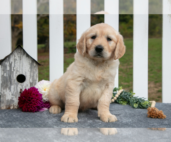 Medium Photo #5 Golden Retriever Puppy For Sale in HOLMESVILLE, OH, USA