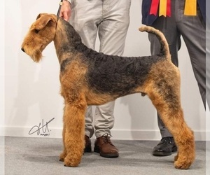 Father of the Airedale Terrier puppies born on 05/05/2023
