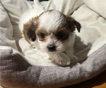 Small Photo #1 Shih Tzu-Shih-Poo Mix Puppy For Sale in KIRKLAND, IL, USA
