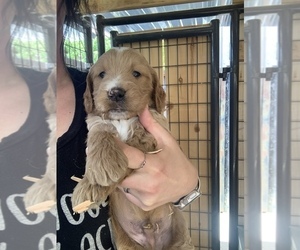 Goldendoodle Puppy for Sale in CERES, California USA
