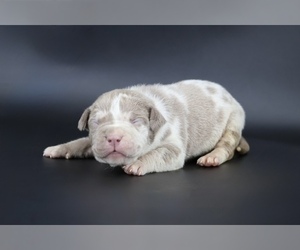 American Bully Puppy for sale in CHAMPAIGN, IL, USA