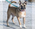 Small Photo #4 Akita-German Shepherd Dog Mix Puppy For Sale in Huntley, IL, USA
