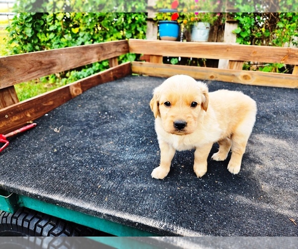 Medium Photo #4 Golden Retriever Puppy For Sale in LEON, KS, USA