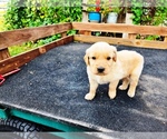 Small #3 Golden Retriever