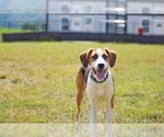 Small #16 Australian Shepherd Mix