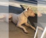 Small Photo #8 Dogo Argentino Puppy For Sale in BEAUMONT, CA, USA