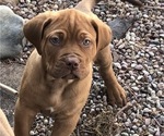 Small Photo #3 Dogue de Bordeaux-Labrador Retriever Mix Puppy For Sale in BEND, OR, USA