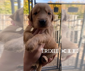 Golden Retriever Puppy for sale in MODESTO, CA, USA