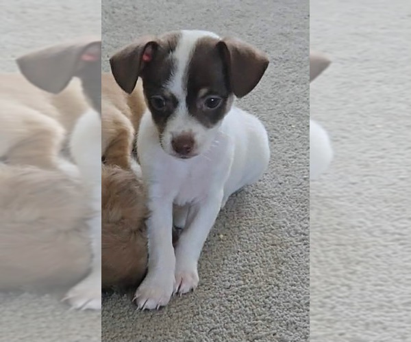Medium Photo #1 Chihuahua-Unknown Mix Puppy For Sale in Foristell, MO, USA
