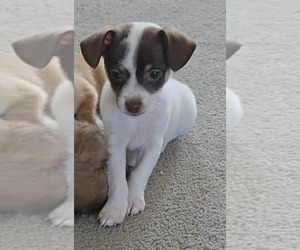 Chihuahua-Unknown Mix Dogs for adoption in Foristell, MO, USA