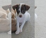 Small Chihuahua Mix
