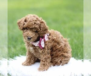Poodle (Toy) Puppy for Sale in NEW HOLLAND, Pennsylvania USA