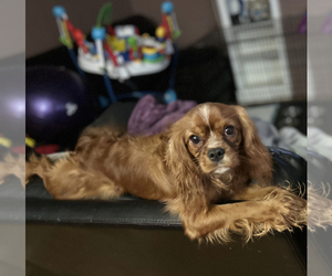 Cavalier King Charles Spaniel Puppy for sale in OAK PARK, IL, USA