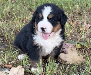 Bernese Mountain Dog Puppy for Sale in NORWOOD, Missouri USA