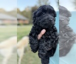Puppy Puppy 1 Poovanese