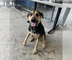 German Shepherd Dog Dogs for adoption in Bakersfield, CA, USA