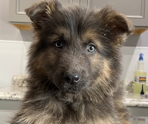 Medium Photo #3 German Shepherd Dog Puppy For Sale in COLUMBUS, IN, USA