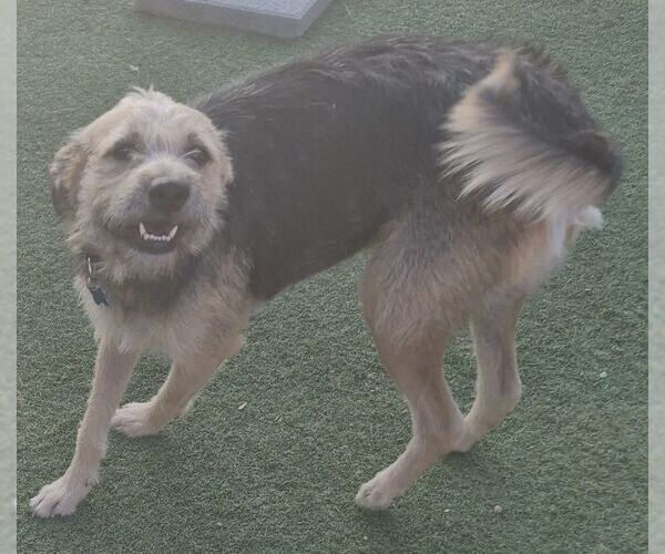 Medium Photo #1 Border Terrier-Unknown Mix Puppy For Sale in Carrollton, TX, USA