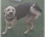 Small Border Terrier Mix