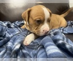 Small Photo #79 American Bully Puppy For Sale in REESEVILLE, WI, USA