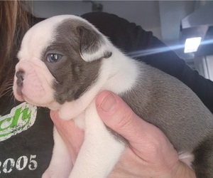 Boston Terrier Puppy for Sale in FT MYERS, Florida USA