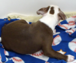 Small #5 Boston Terrier