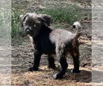 Small #3 Mutt