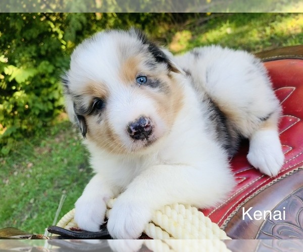 Medium Photo #21 Australian Shepherd Puppy For Sale in ARBA, IN, USA