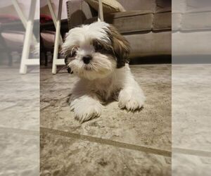 Shih Tzu Puppy for sale in MENIFEE, CA, USA