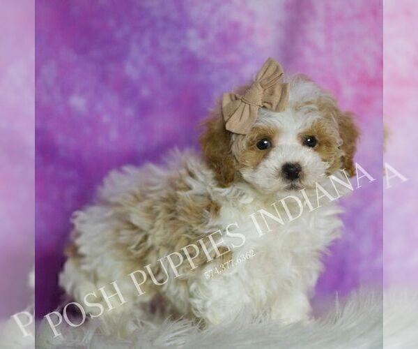 Medium Photo #32 Maltipoo (Miniature) Puppy For Sale in WARSAW, IN, USA