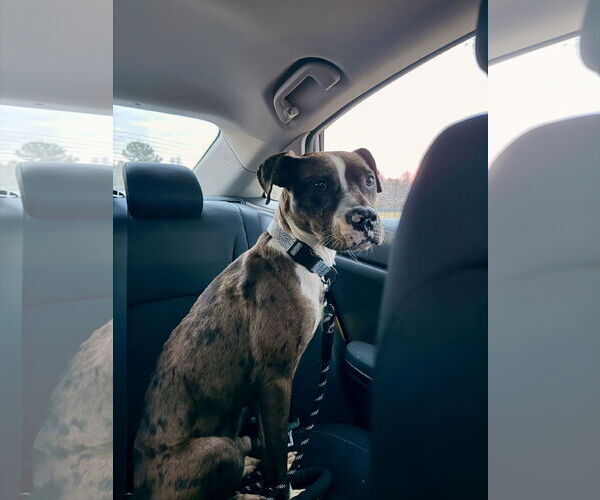 Medium Photo #4 American Staffordshire Terrier-Catahoula Leopard Dog Mix Puppy For Sale in Holly Springs, NC, USA