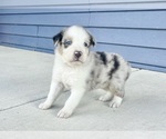 Small Photo #5 Australian Shepherd Puppy For Sale in LODA, IL, USA